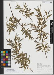 Foto von Salix alba subsp. alba L.